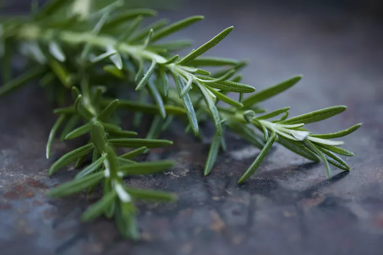 Rosemary Oil